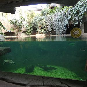Tomistoma underwater viewing area