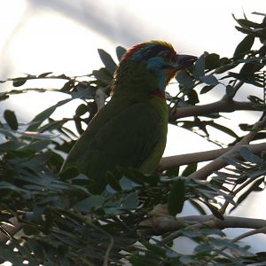 Black-browed Barbet