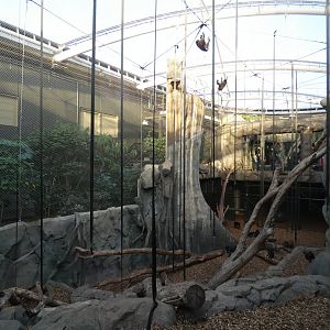 Sulawesi Crested Macaque indoor enclosure
