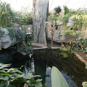 Tomistoma enclosure from above