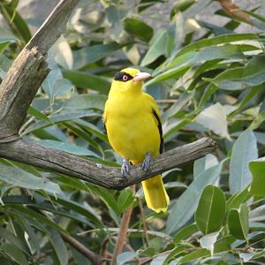 Black-naped Oriole