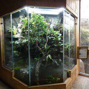 Emerald Tree Skink and Vampire Crab exhibit