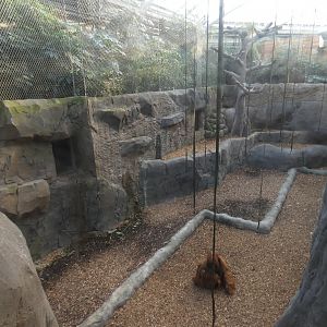Sumatran Orangutan indoor enclosure (1)