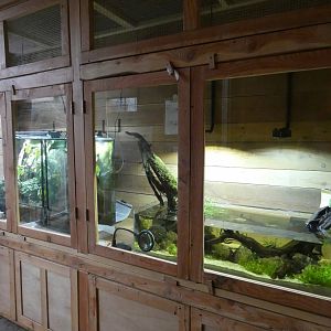 Vivariums in Orangutan viewing area