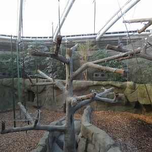 Sumatran Orangutan indoor enclosure (2)
