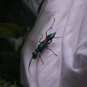 Jewel Wasp