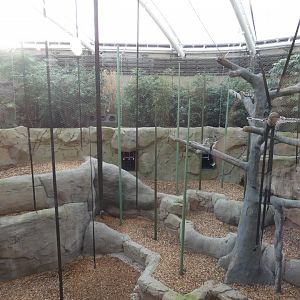Silvery Gibbon indoor enclosure