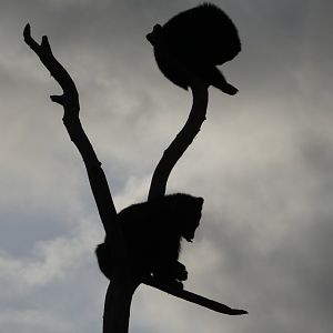 Spectacled Bear Cubs