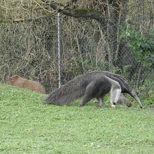 Capybara and Giant Anteater
