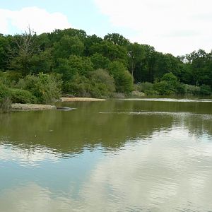 Le Pal - Common hippos lake left side