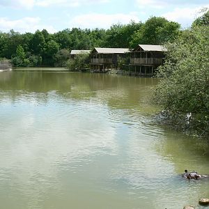 Le Pal - Common hippos lake rigt side (view on the hippo lodges)