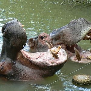 Le Pal - Common hippos feeding time