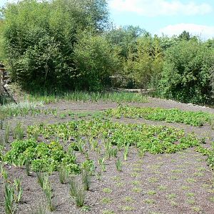 Le Pal - Common hippo eco-friendly filter system