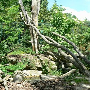 Le Pal - Northen lynx enclosure