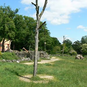 Le Pal - Rotshchild's giraffes enclosure