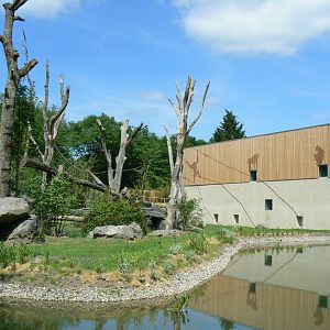 Le Pal - Common chimpanzees exhibit