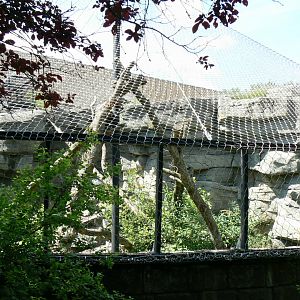 Le Pal - Common chimpanzees off-show separated netted enclosure