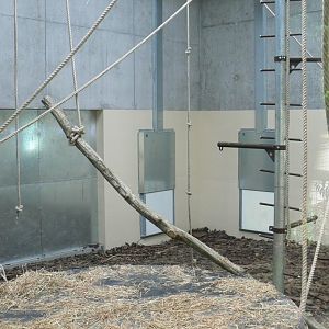 Le Pal - Common chimpanzees indoor enclosure