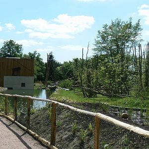 Le Pal - Common chimpanzees exhibit