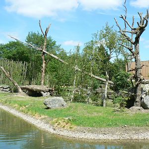 Le Pal - Common chimpanzees exhibit