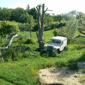 Le Pal - Asiatic lions exhibit