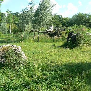 Le Pal - Asiatic lions exhibit