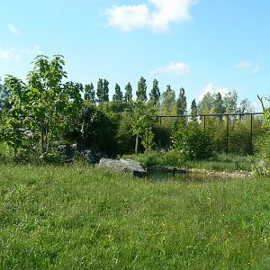 Le Pal - Sumatran tigers exhibit