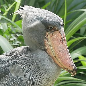 Paul & Lynsey's Zoo Tour #110 Prague Zoo (Zoo Praha)