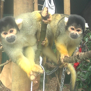 Bolivian Squirrel Monkeys