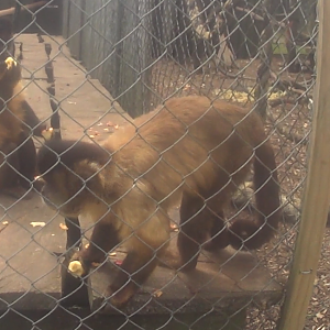 Brown Tufted Capuchins