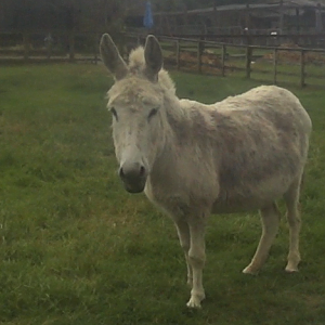 Donkey (Anyone know the breed?)