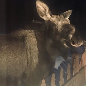 Moose outside my bedroom window.