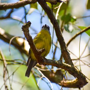 Wild - Eastern Yellow Robin (Eopsaltria australis)