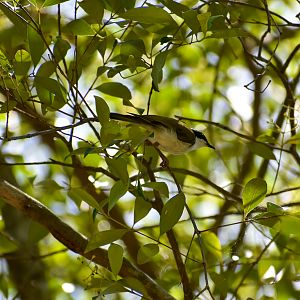 Wild - White-throated Honeyeater (Melithreptus albogularis)