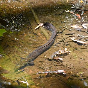 Wild - Longfin Eel (Anguilla reinhardtii)