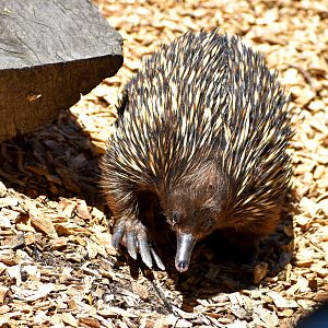 Short-beaked Echidna (Tachyglossus aculeatus)