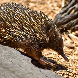 Short-beaked Echidna (Tachyglossus aculeatus)