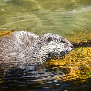Asian Small-clawed Otter (Aonyx cinereus)