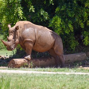 White Rhino on a Log