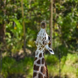 Giraffe Having a Stretch