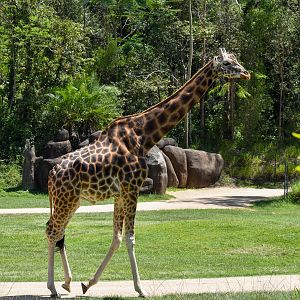 World's Tallest Giraffe in Captivity - Forrest the Giraffe