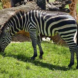 Plains Zebra (Equus quagga)