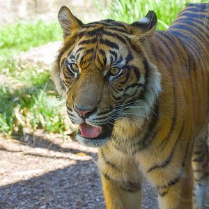 Sumatran Tiger (Panthera tigris sumatrae)