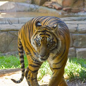 Sumatran Tiger (Panthera tigris sumatrae)