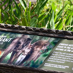 Sumatran Elephant Sign