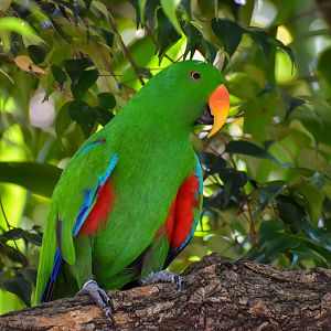 Male Eclectus Parrot (Eclectus roratus)