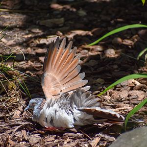 Sunbathing Bar-shouldered Dove (Geopelia humeralis)
