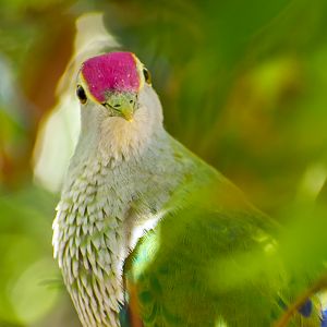 Rose-crowned Fruit Dove (Ptilinopus regina)