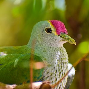 Rose-crowned Fruit Dove (Ptilinopus regina)