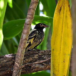 Regent Honeyeater (Anthochaera phrygia)